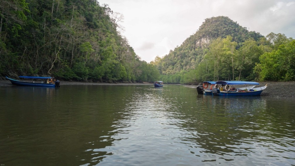 Private Mangrove Tour in Langkawi 3 Hours